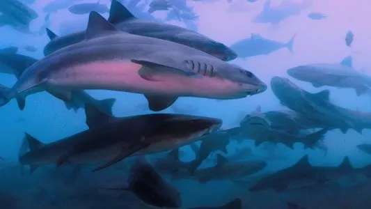 Image All the Sharks 3