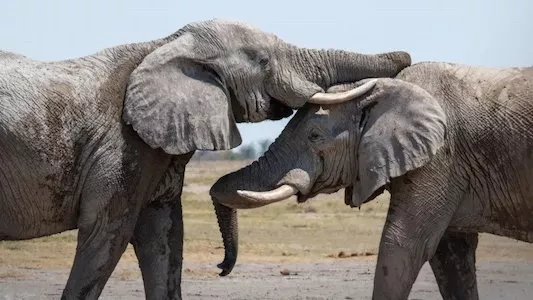 Image África: El Corazón Salvaje de la Tierra 5