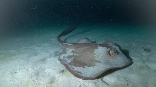Image All the Sharks 2